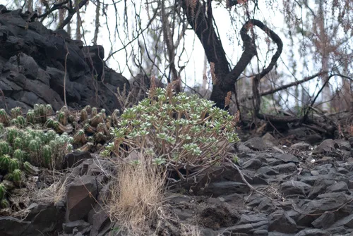 Tree Stonecrop — photo by Hanji Eduardo Alegría Ovando