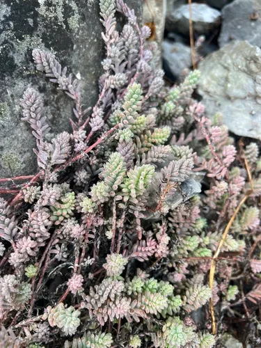 Sedum diffusum — photo by Masked Lynx