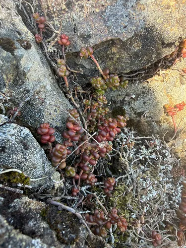 Pacific Stonecrop — photo by Noah How