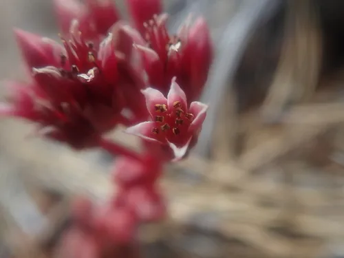 Red Mountain Stonecrop — photo by mariajj
