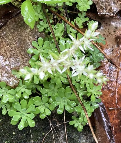 Cliff Stonecrop