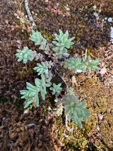 Spanish Stonecrop — photo by Frederic Griesbaum