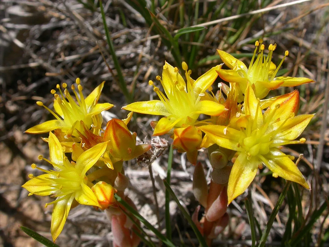 Spearleaf Stonecrop (subsp. lanceolatum) — photo by Matt Lavin from Bozeman, Montana, USA