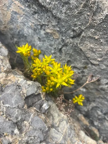 Spearleaf Stonecrop (subsp. nesioticum) — photo by irismcmlln