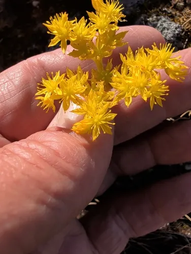 Leiberg Stonecrop — photo by sublettes