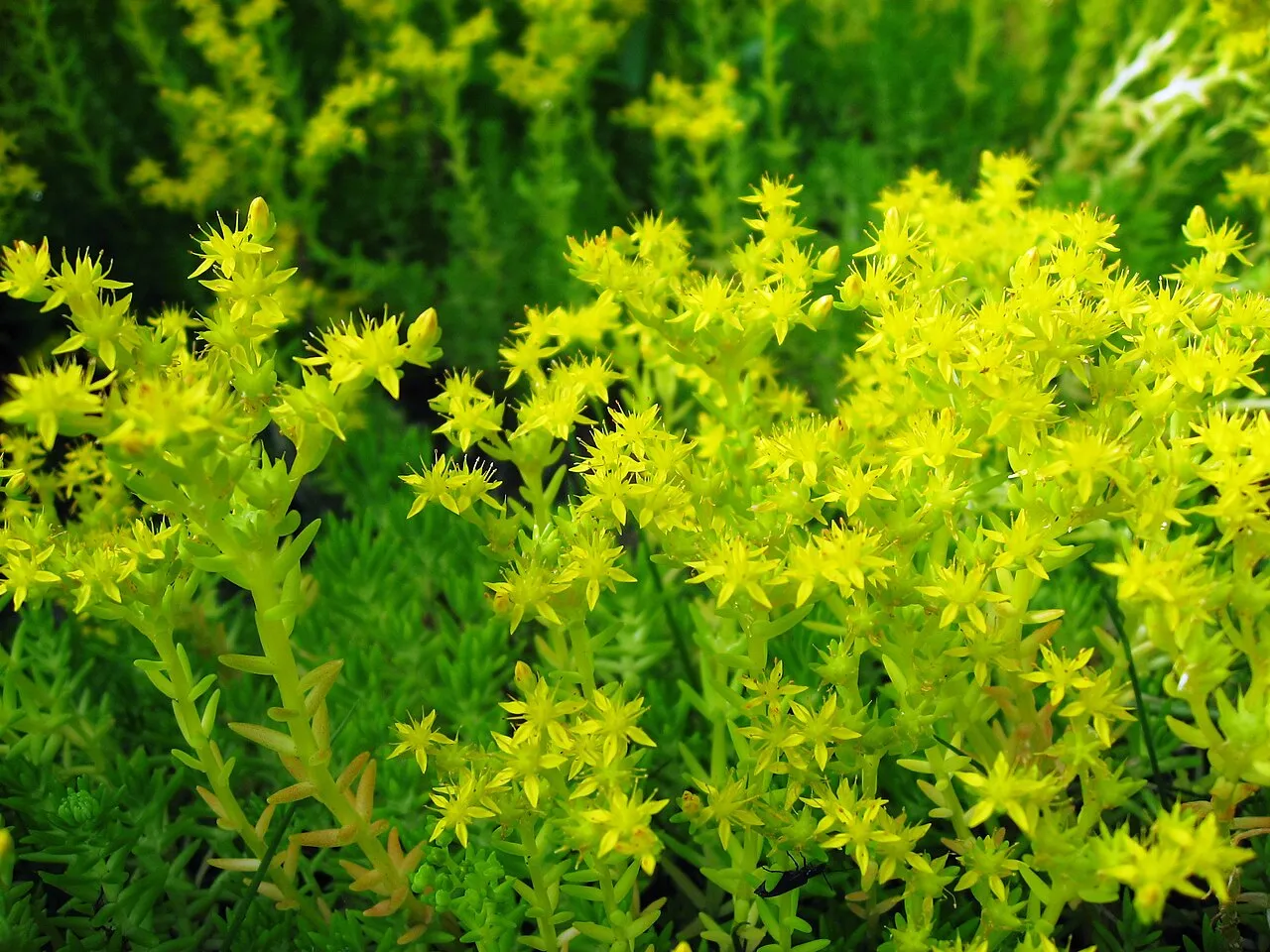 Mexican Stonecrop — photo by Qwert1234