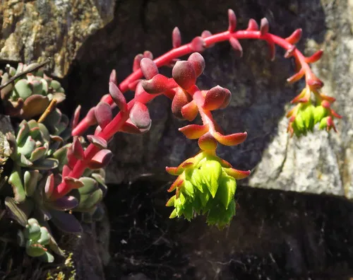 Rogue River Stonecrop — photo by Adam Schneider
