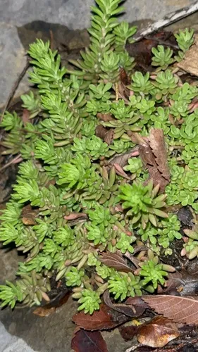 Nevius' Stonecrop — photo by lpb1405