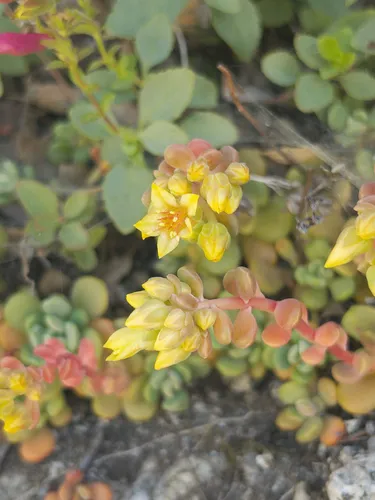 Sierra Stonecrop (subsp. boreale) — photo by jennsan
