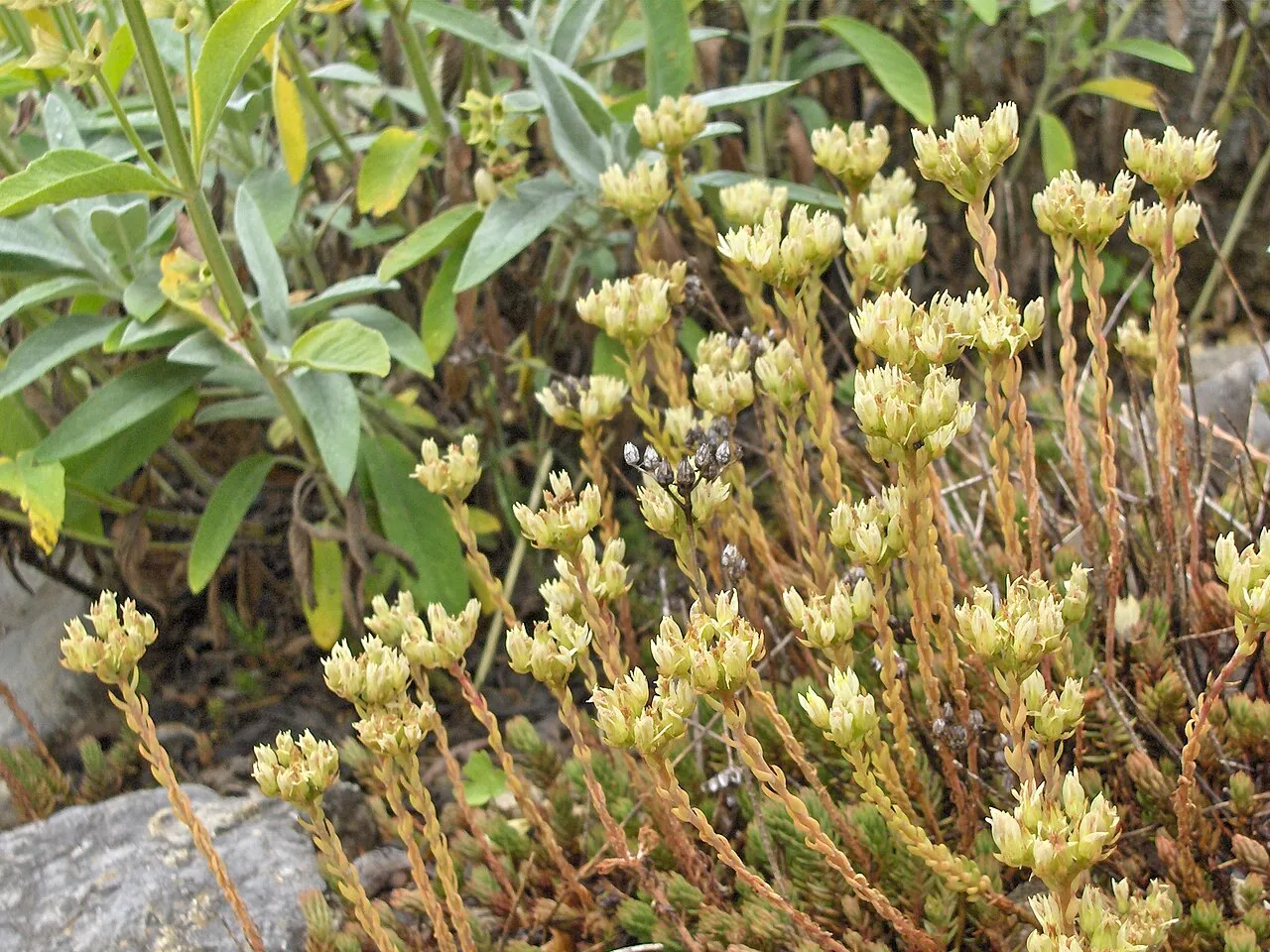 European Stonecrop — photo by Wikimedia Commons