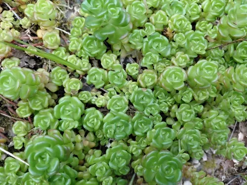 Oregon Stonecrop — photo by Alana Mullen