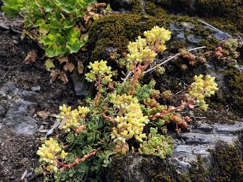 Cream Stonecrop — photo by Cesar Garcia Olmos