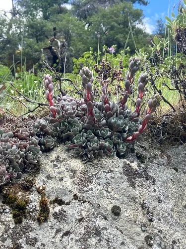 Canyon Creek Stonecrop