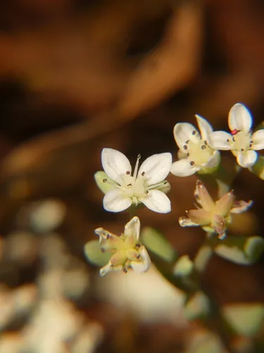Granite Stonecrop — photo by Asha