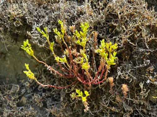 Coast Range Stonecrop