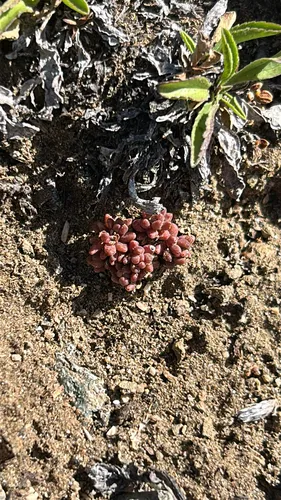 Curvedleaf Stonecrop — photo by edithchamberlain