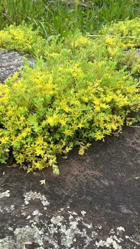 Stringy Stonecrop — photo by courtneyegan