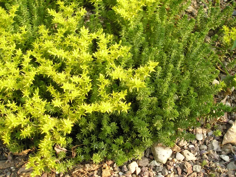 Tasteless Stonecrop — photo by No machine-readable author provided. Semolo75 assumed (based on copyright cla…