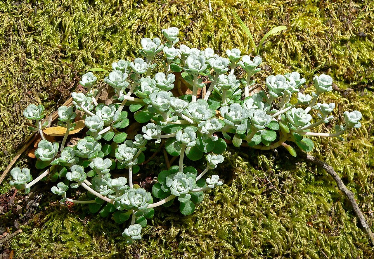 Broadleaf Stonecrop (subsp. pruinosum) — photo by Wikimedia Commons
