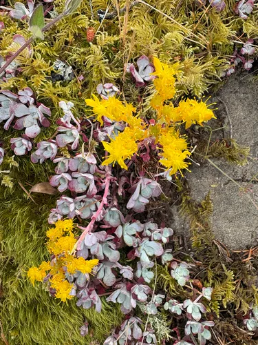 Broadleaf Stonecrop