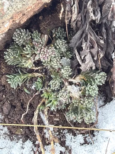 Huachuca Mountain Stonecrop — photo by melmoony