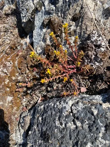 Wormleaf Stonecrop — photo by Teagan MacLachlan