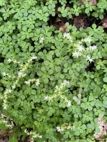 Woodland Stonecrop — photo by Stephen Bucklin
