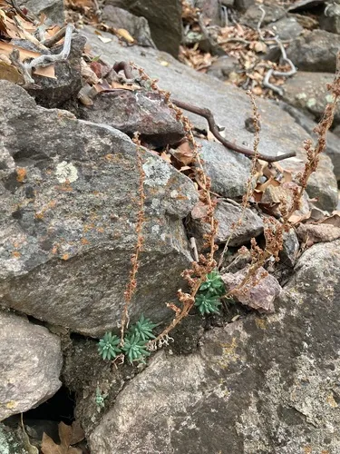 Wright's Stonecrop (subsp. wrightii) — photo by Collin Gross