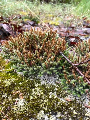 Spiny Spikemoss — photo by smokeybear33