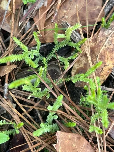 Meadow Spikemoss — photo by Howard Horne