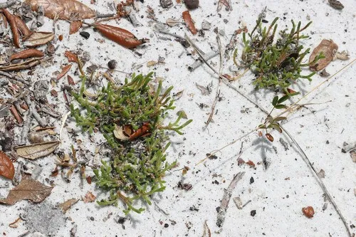 Sand Spikemoss — photo by LW Ridge