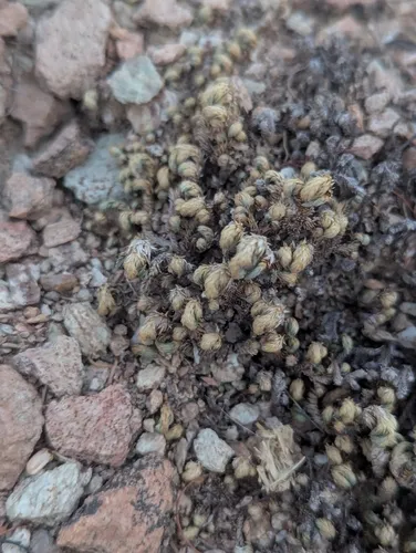 Arizona Spikemoss