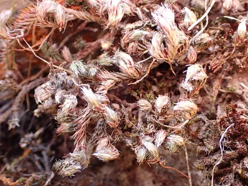 Bluish Spikemoss