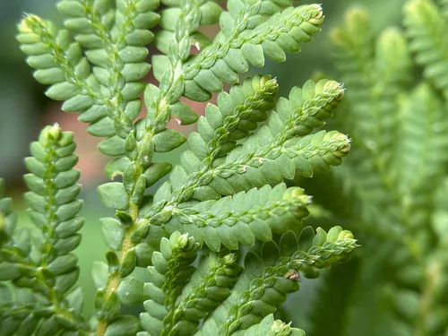 Braun's Spikemoss — photo by John V.