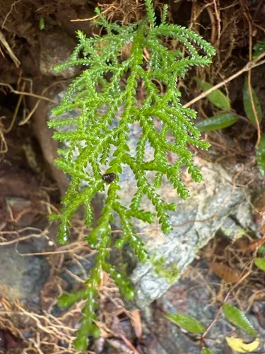 Heartleaf Spikemoss — photo by Omar Monzon Carmona