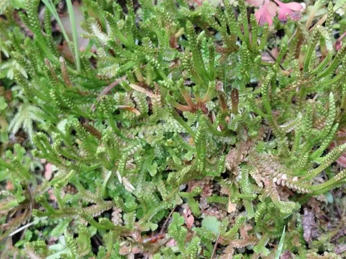 Douglas' Spikemoss — photo by Alana Mullen