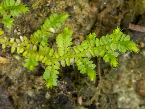 Eaton's Spikemoss — photo by Turner Brockman