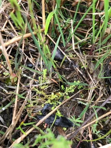 Hidden Spikemoss — photo by Baxter Naday