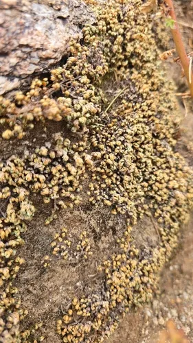 Desert Spikemoss — photo by Mike Nelson