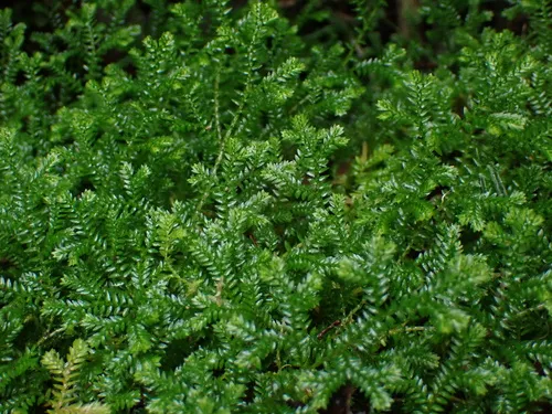 Krauss' Spikemoss — photo by Phoenix