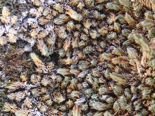 Mojave Spikemoss — photo by Jim Boone