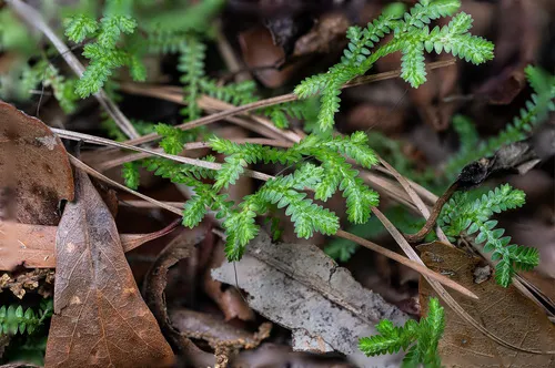 Gulf Spikemoss — photo by Louis Xie