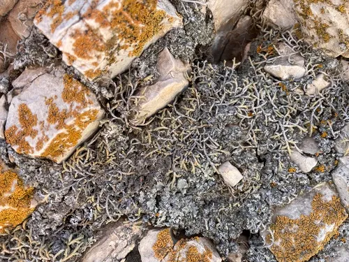 Bluntleaf Spikemoss