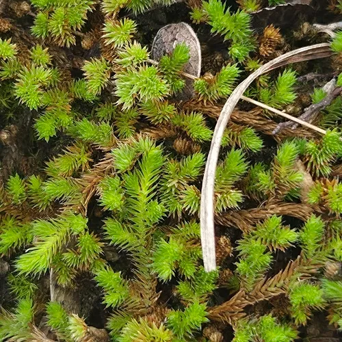 Peruvian Spikemoss — photo by David Willis