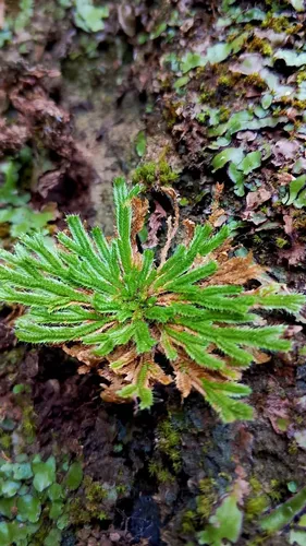 Resurrection Plant — photo by arturo_villarreal111