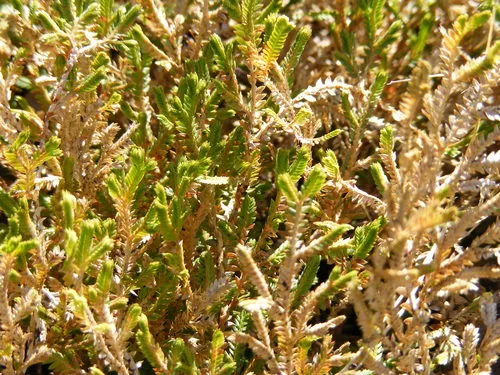 Plumed Spikemoss — photo by Alan R. Franck