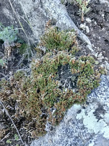 Siberian Spikemoss — photo by Святослав Власенко