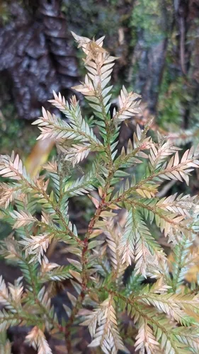 Starry Spikemoss — photo by David Garrigues