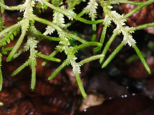 Stalked Spikemoss — photo by Sébastien SANT