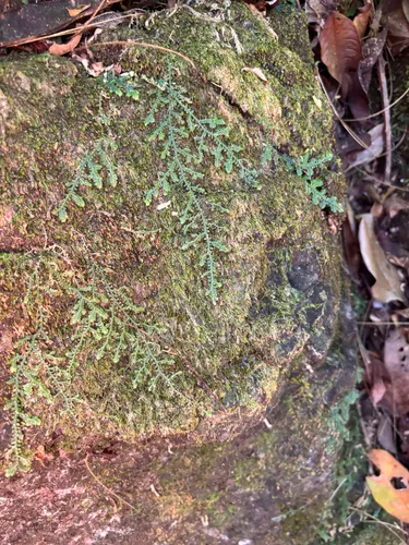 Delicate Spikemoss — photo by julie richardson